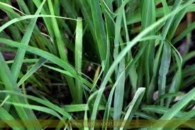 Image result for Cymbopogon nardus