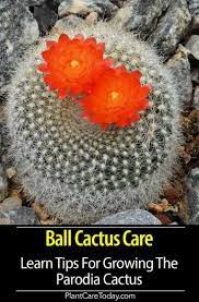 Parodia Cactus Care Tips On Growing Ball Cactus Cactus Care Cactus Flower How To Grow Cactus