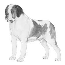 Saint Bernard Dog Breed Information