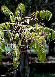 Image result for Polyscias kivuensis