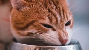 On top of that, processed fruit and berry products like jams and compotes contain added sugar, which is not good for hamsters. Can Cats Eat Blueberries What To Know About Feeding Cats Fruit
