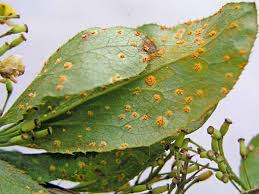 Image result for rez rzivost ostru%u017Einy