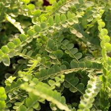 Image result for Asplenium trichomanes