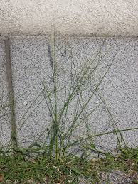 Image result for Cenchrus macrourus