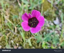 Image result for Geranium ocellatum