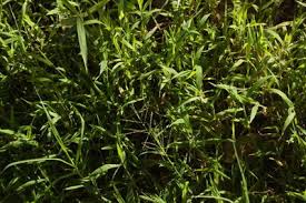 Image result for Digitaria abyssinica