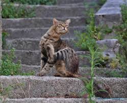 Comment soigner la gale du chat : La Gale Du Chat Traiter Et Soigner La Gale Chez Le Chat Tout Pour Mon Chat