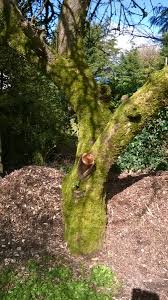 Late spring and early summer, or late summer killing moss should always be done before seeding your lawn, which is best done in the early fall. 3 Easy Steps To Killing Moss In Lawns Dengarden Home And Garden