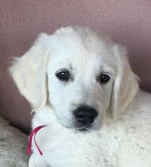 100 English Cream White Golden Retriever Puppy For Sale In Mesa Arizona Classified Americanlisted Com