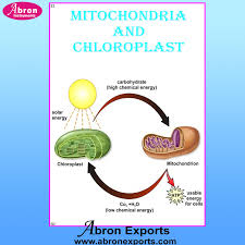 Mitochondria has reserves of free calcium, which regulates a series of chemical reactions. Chart Laminated Plant Cell Mitochondria And Chloroplast Charts And Pictures Abronexport Com