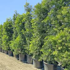 Image result for Podocarpus