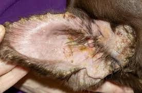 Image result for abscess dog's ear flap