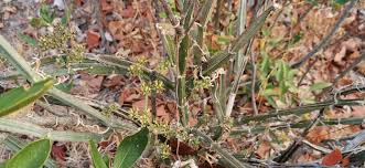 Image result for Cissus quadrangularis