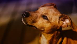 Mon Chien A Mange Du Chocolat Que Faire Quels Risques Et Symptomes