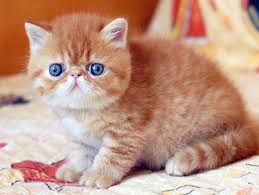Kucing persia jenis ini sangatlah unik, kucing persia ini merupakan kucing yang sangat lucu. Harga Kucing Persia Harga Jual Beli Anak Kucing Persia Exotic Himalaya