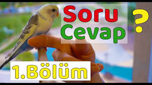 muhabbet kusu soru cevap 1 bolum youtube muhabbet kuslari kusu kus