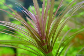 Image result for Pogostemon aquaticus