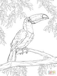 Toco Toucan Coloring Page Supercoloring Com Bird Coloring Pages Toco Toucan Bird Drawings