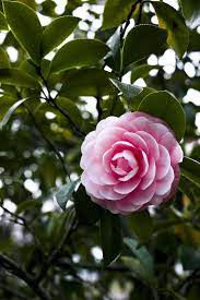 These Flowers Actually Still Bloom In Winter So You Can Garden Year Round Winter Flowers Beautiful Flowers Garden Camellia Flower