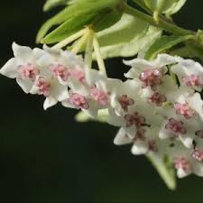 Se utilizează în spaţiile verzi pentru borduri, pete de culoare, ronduri, rabate, singură sau în combinaţii de constrast cu alte specii de aceeaşi talie. Hoya Bella Sau Lacrima Maicii Domnului Ingrijirea Ingrijirea Florilor