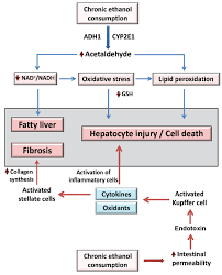 Biomolecules Free Full Text The Molecular Circadian Clock And Alcohol Induced Liver Injury Html