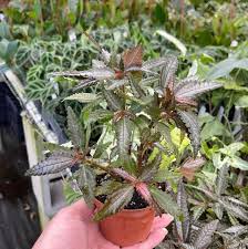 Image result for Pilea rivularis