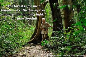 Forest Temple Jane Goodall Nature Quotes Jane Goodall Quotes