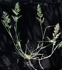 Image result for Eragrostis arenicola