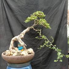 Jual Produk Bonsai Serut Penjing Termurah Dan Terlengkap Januari 2021 Bukalapak