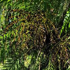 Filmed with the gopro hero 4 black edition set to 2. Pygmy Date Palm Care Tips On Growing Phoenix Roebelenii