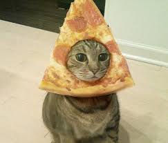 16 Cats Who Love Pizza As Much As You Funny Animal Pictures Cute Animals Cute Cats