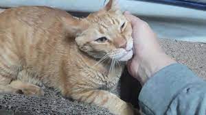 This surname is well known from the novel the godfather (1969) by mario puzo, as well as the films based on his characters. Great Cat Names For Orange Cats Badeloft Com