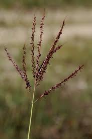 Image result for Ischaemum amethystinum