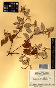 Image result for Croton pseudopulchellus