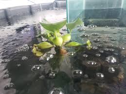 Preformed ponds are easy to install Goldfish Pond Work In Progress Rubbermaid 300 Gallon Stock Tank Fx6 Filter 20 Gallon Inverted Tank 7 Fancy Goldfish And A Small Surprise Album On Imgur