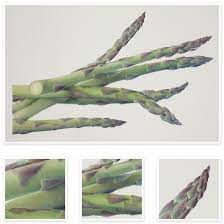 Sharon Field Botanical Artist Asparagus Asparagus Officinalis Grafici Botanica