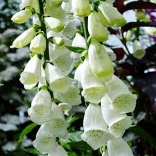 Maybe you would like to learn more about one of these? Digitalis Purpurea Snow Thimble Dorset Perennials