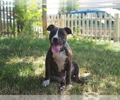 Adopt azul a gray/blue/silver/salt & pepper american pit bull terrier /. Puppyfinder Com American Pit Bull Terrier Puppies Puppies For Sale Near Me In Colorado Usa Page 1 Displays 10