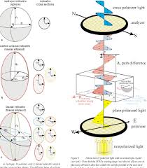 Image result for Polarized Microscopy