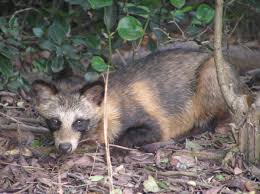 It is the largest of the procyonid family, having a body length of 40 to 70 cm (16 to 28 in), and a body weight of 5 to 26 kg (11 to 57 lb). Raccoon Dog Wikipedia