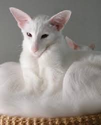 Oriental Shorthair Cats Created From Crossing Siamese With Domestic Shorthair To Produce This Breed Oriental Shorthair Cats Purebred Cats Beautiful Cats