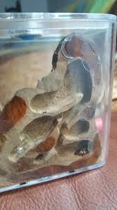 Made By Jasir Spa In The Ant Keeping Discord I Think Formicarium Ants Ant Farms