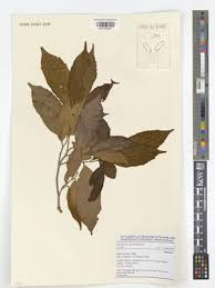 Image result for Celtis zenkeri