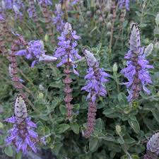 Image result for Coleus neochilus