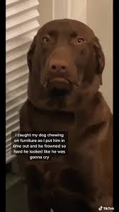 Pin By Ky Schatz On Funny Funny Video Memes Dog Chewing Furniture Cute Funny Animals
