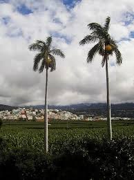 Image result for Roystonea regia