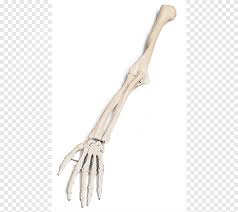 A dolphin's flipper, a bird's wing, a cat's leg, and a human arm are considered homologous structures. Arm Human Skeleton Bone Skeleton Arm Hand Anatomy Png Pngegg