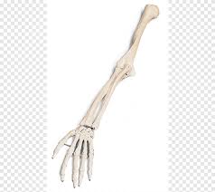 The leg, arm and core levels will arrive in the near future. Arm Human Skeleton Bone Skeleton Arm Hand Anatomy Png Pngegg