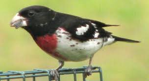 Birds Native To Georgia Usa Are You A Birdwatcher In North Georgia Jasper Pickens County Ga Bird Watching Pickens County North Georgia