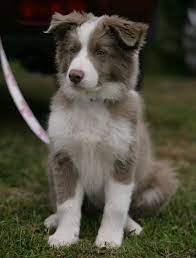 Lilac Border Collie Border Collie Puppies Collie Puppies Puppy Pictures